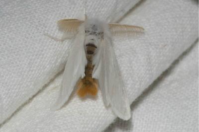 <i>Euproctis chrysorrhoea</i>