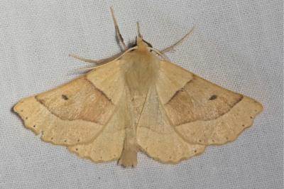 <i>Crocallis elinguaria</i>