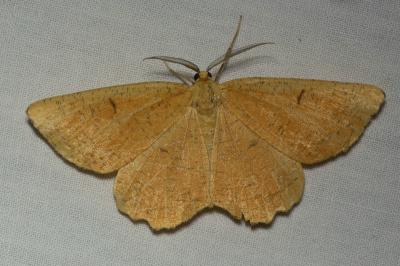 <i>Angerona prunaria</i>