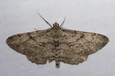 <i>Peribatodes rhomboidaria</i>