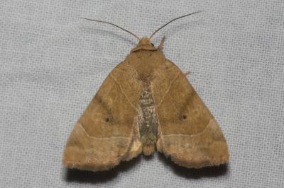 <i>Cosmia trapezina</i>
