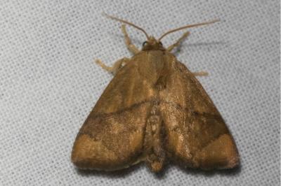 <i>Apoda limacodes</i>