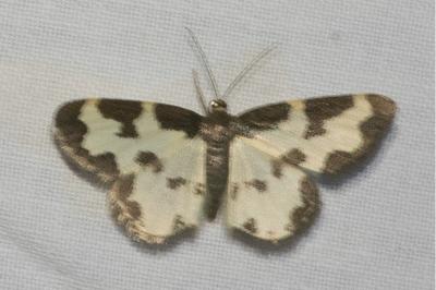 <i>Lomaspilis marginata</i>