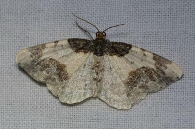 <i>Ligdia adustata</i>