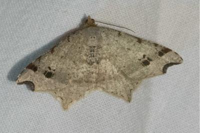 <i>Macaria alternata</i>