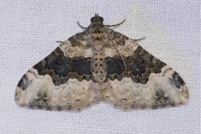 <i>Epirrhoe galiata</i>