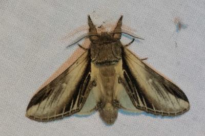 <i>Pheosia tremula</i>