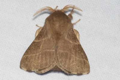 <i>Malacosoma neustria</i>
