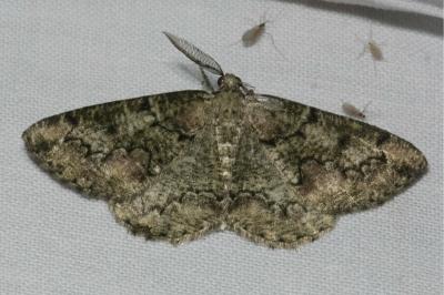 <i>Cleorodes lichenaria</i>