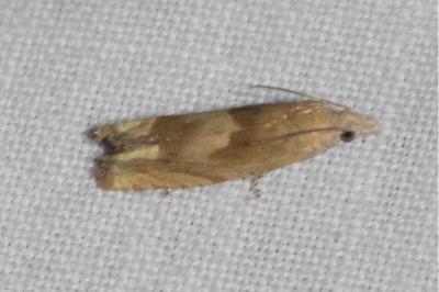 <i>Eucosma conterminana</i>