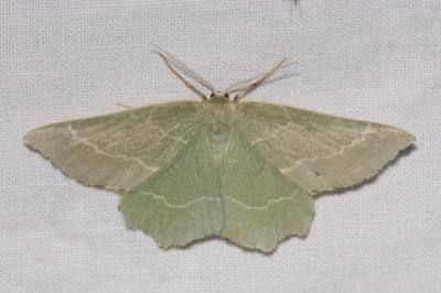 <i>Thalera fimbrialis</i>