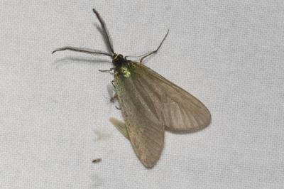 <i>Jordanita globulariae</i>
