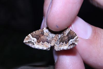 <i>Eulithis prunata</i>
