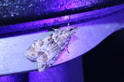 <i>Eudonia mercurella</i>