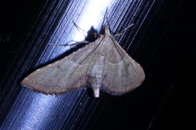 <i>Endotricha flammealis</i>