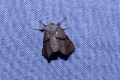 <i>Apoda limacodes</i>