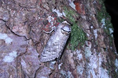 <i>Cossus cossus</i>