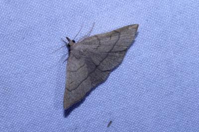 <i>Paracolax tristalis</i>