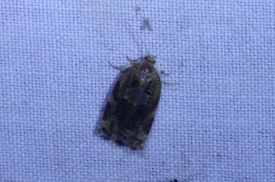 <i>Archips xylosteana</i>