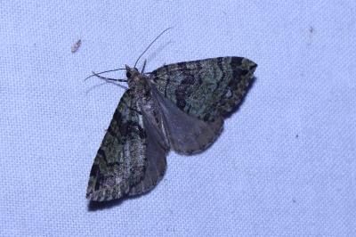 <i>Hydriomena furcata</i>