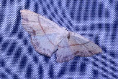 <i>Cyclophora punctaria</i>