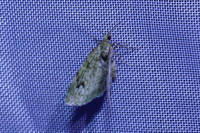 <i>Chloroclystis v-ata</i>