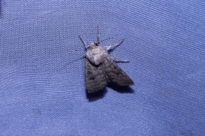 <i>Hoplodrina alsinides/octogenaria</i>