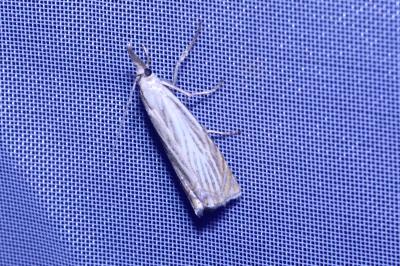 <i>Chrysoteuchia culmella</i>
