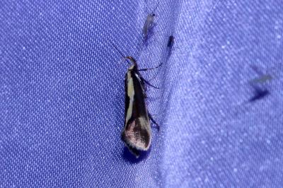 <i>Harpella forficella</i>