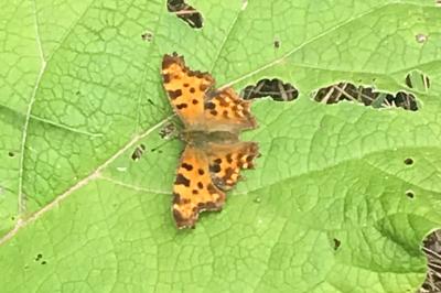 <i>Polygonia c-album</i>