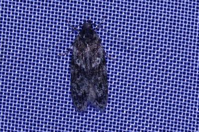 <i>Gelechia muscosella</i>