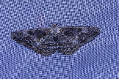 <i>Alcis repandata</i>