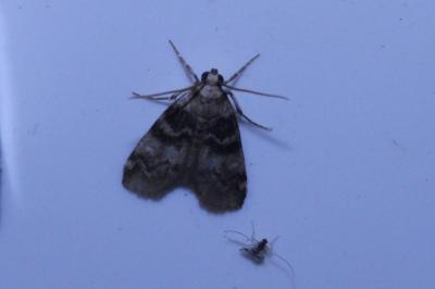 <i>Euzophera pinguis</i>