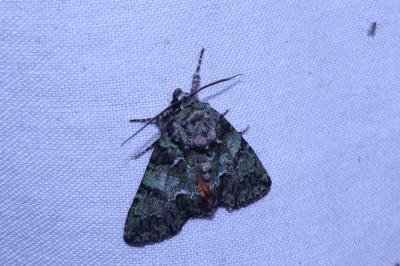 <i>Polyphaenis sericata</i>