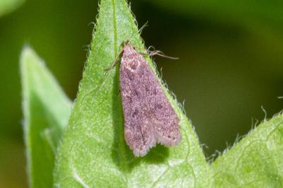 <i>Bryotropha</i>