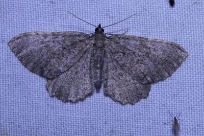 <i>Philereme vetulata</i>