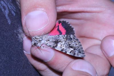 <i>Catocala promissa</i>