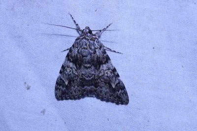 <i>Catocala promissa</i>