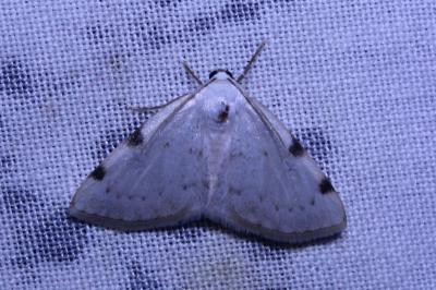 <i>Lomographa bimaculata</i>