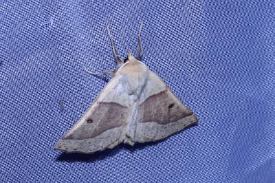 <i>Crocallis elinguaria</i>