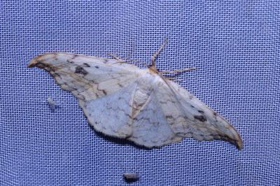 <i>Drepana falcataria</i>
