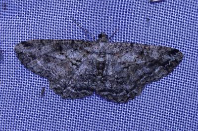 <i>Peribatodes rhomboidaria</i>