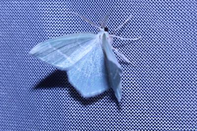 <i>Jodis lactearia</i>