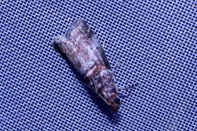 <i>Acrobasis advenella</i>