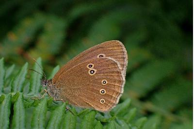 <i>Aphantopus hyperantus</i>