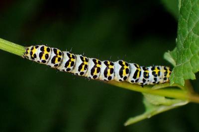 <i>Cucullia verbasci</i>
