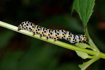 <i>Cucullia verbasci</i>