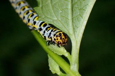 <i>Cucullia verbasci</i>