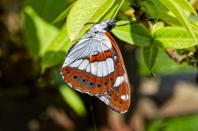 <i>Limenitis reducta</i>