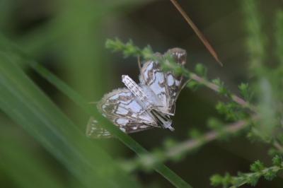 <i>Elophila nymphaeata</i>